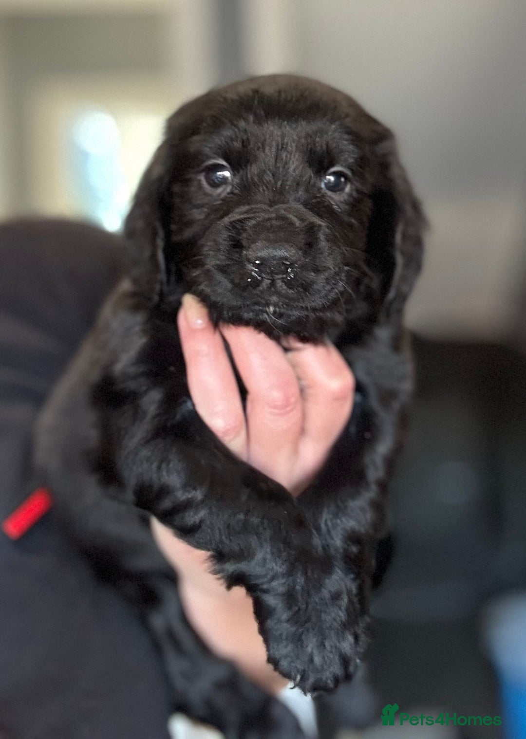 Cocker Spaniel dogs for sale: 3 Working Cocker Spaniel Dogs  - Image 1