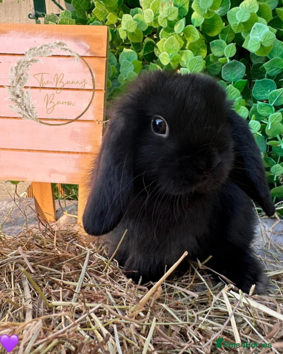 Mini Lop rabbits for sale: Gorgeous Pure Bred Mini Lops - Image 6