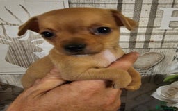 Chihuahua dogs for sale: Chihuahua  - Image 16