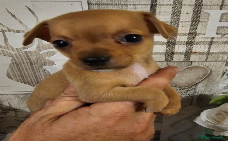 Chihuahua dogs - Advert 9