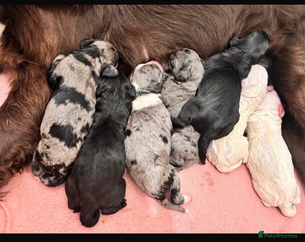Mixed Breed dogs Sprockerpoo puppies - Advert 1