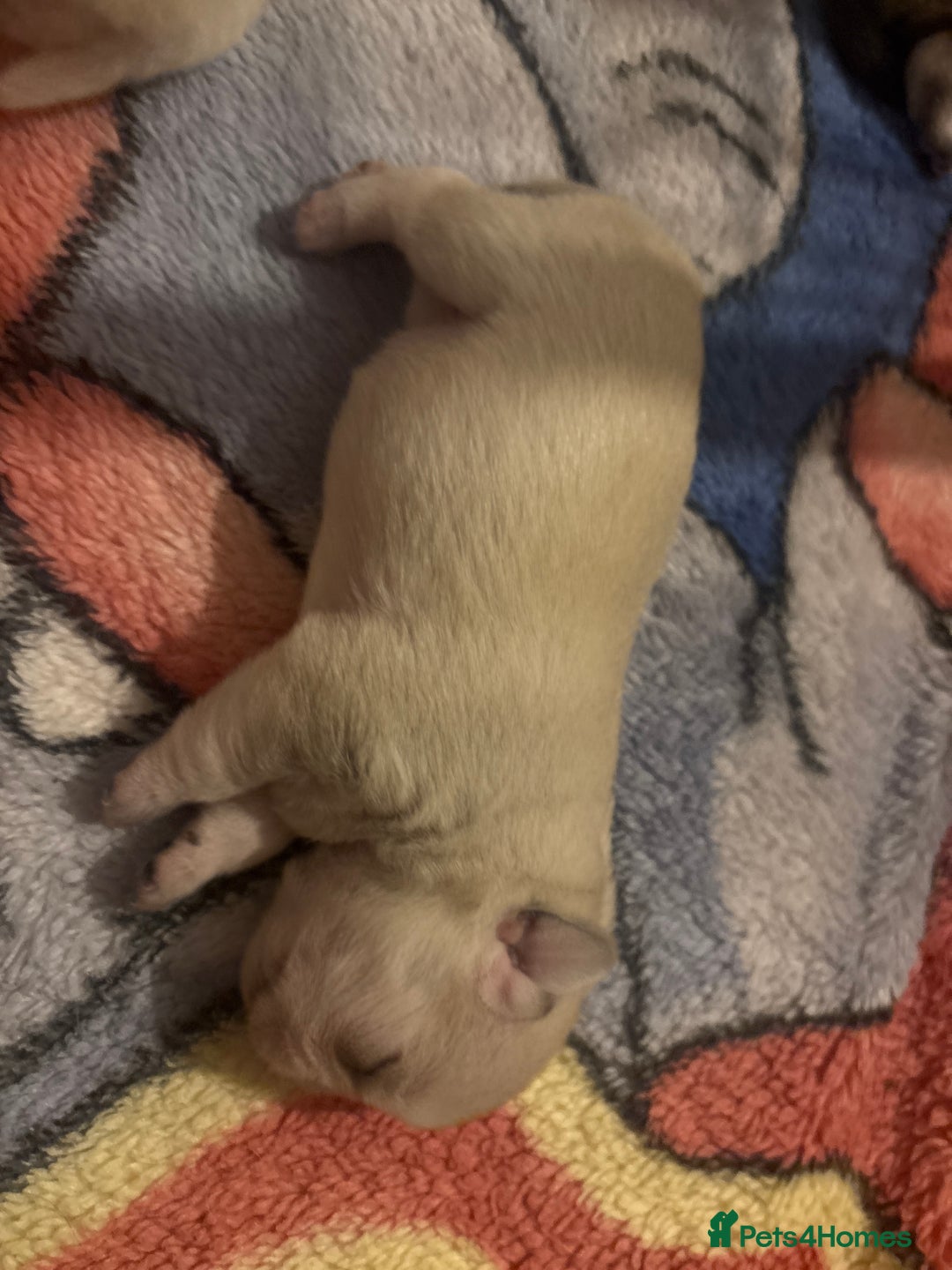 Pug dogs for sale: KC reg pug puppies  - Advert 11