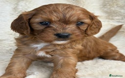 Cavapoo dogs for sale: Stunning health tested Cavapoo puppies - Image 20