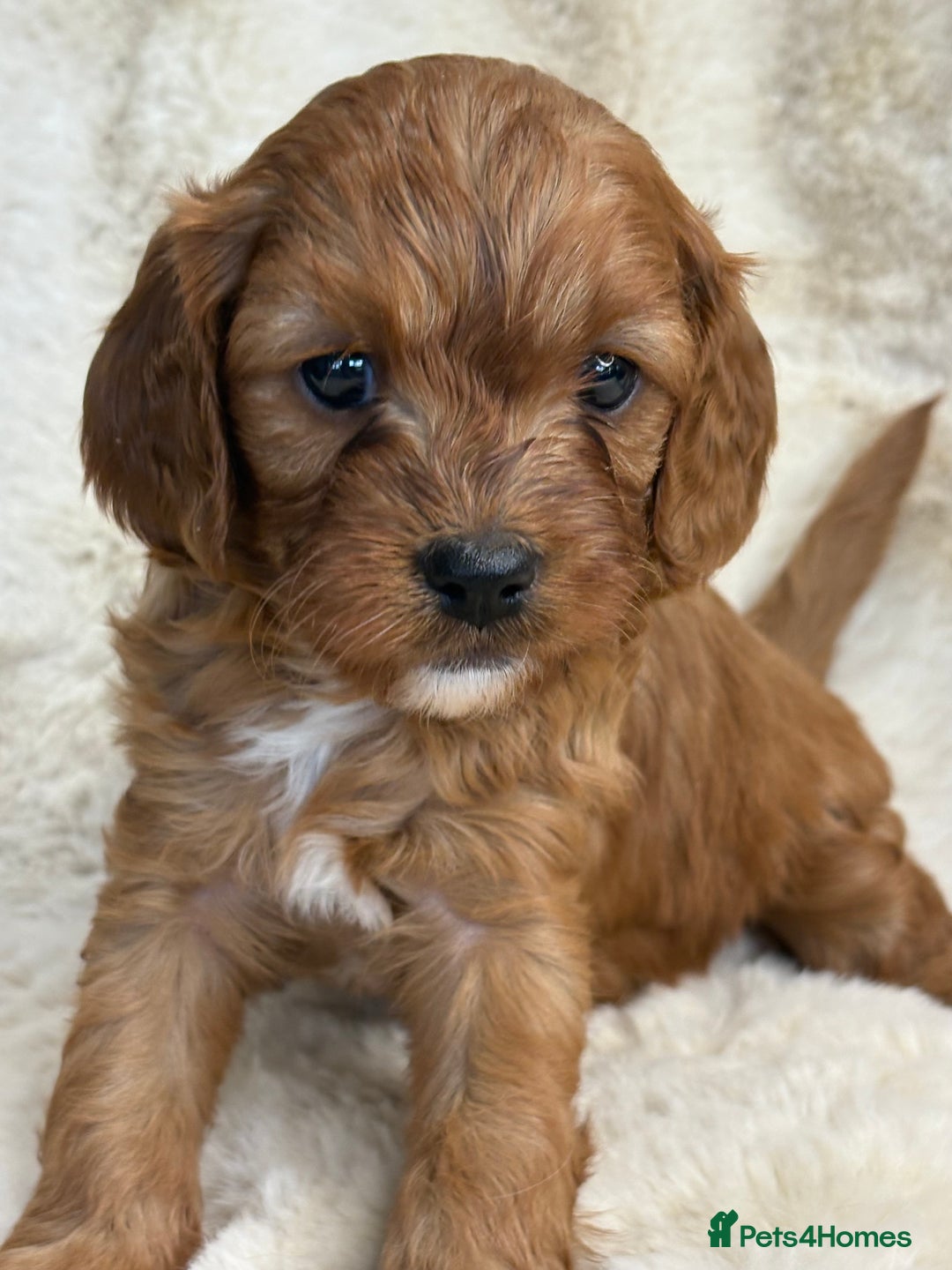Cavapoo dogs for sale: Stunning health tested Cavapoo puppies - Image 20
