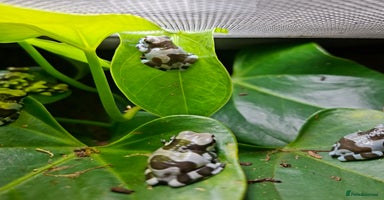 Frog reptiles - Advert 14