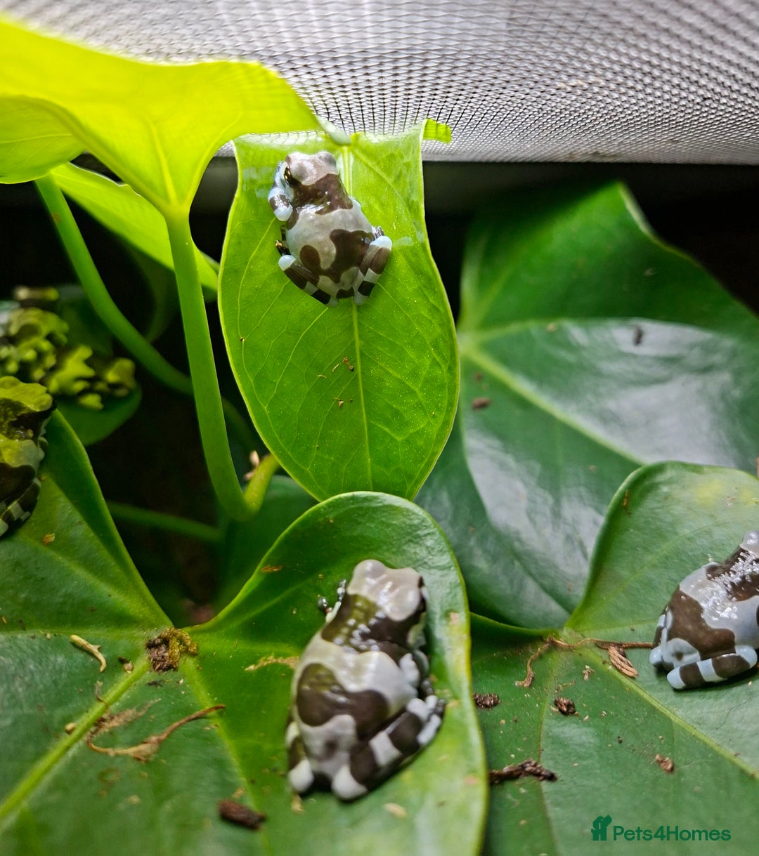 Frog reptiles for sale: Amazon milk frog babies  - Image 2