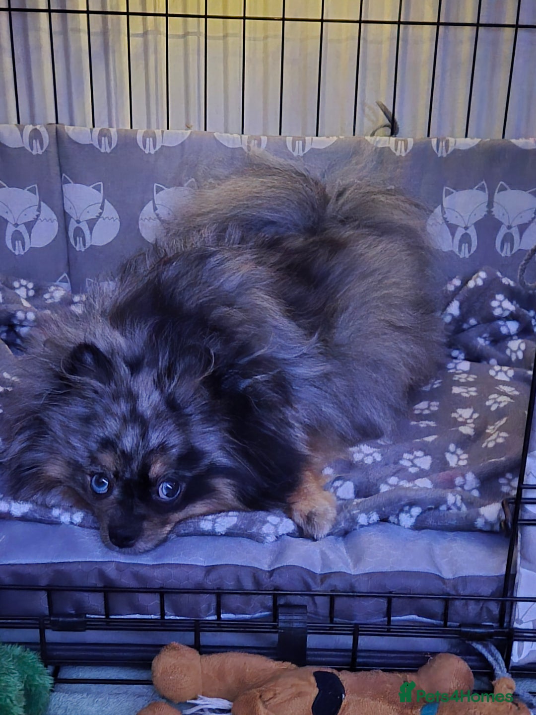 Pomeranian dogs for sale: Goergeos Pomeranian Puppy's💙❤️ - Advert 6