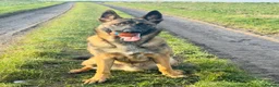 Mixed Breed dogs for sale: Handsome loving 1year old Belgium Malinois  in Lowestoft - Advert 4