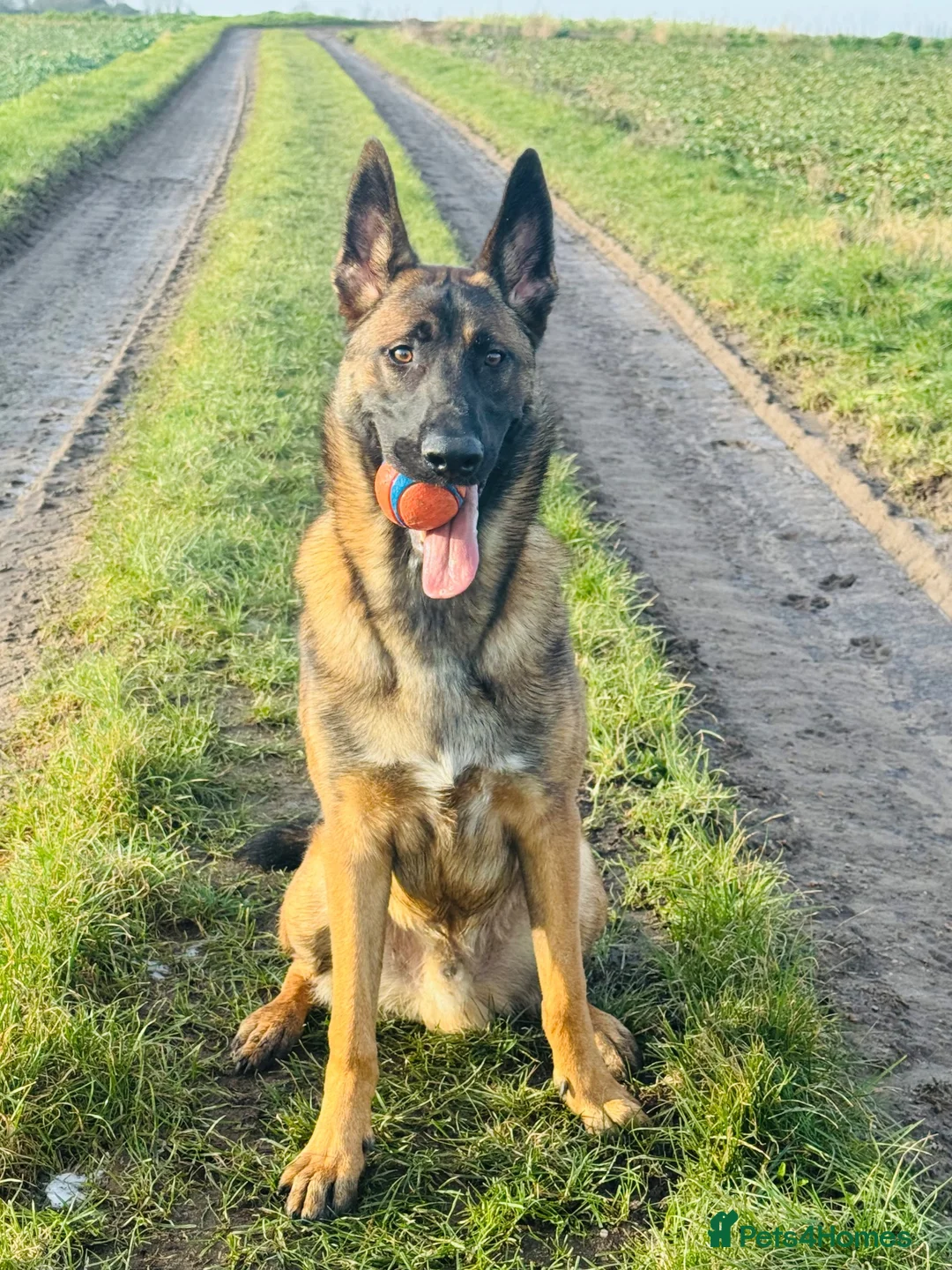 Mixed Breed dogs for sale: Handsome loving 1year old Belgium Malinois  in Lowestoft - Advert 4