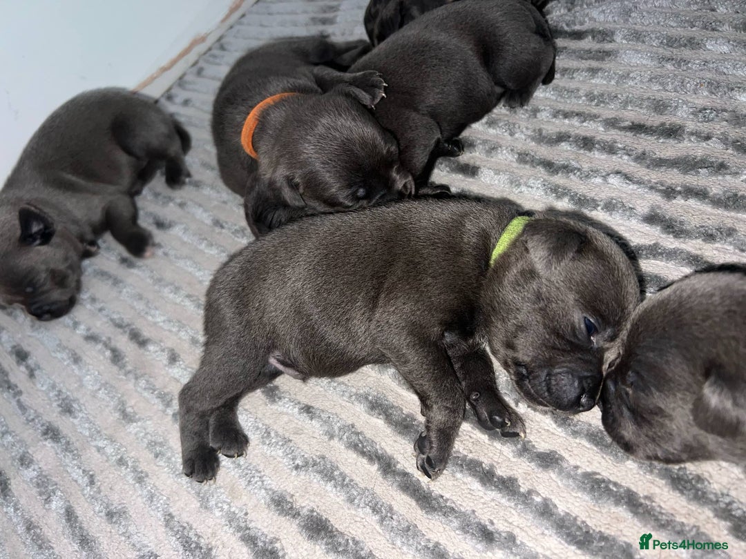 Staffordshire Bull Terrier dogs for sale: Rein X Pharron Bullsaff puppies - Image 5