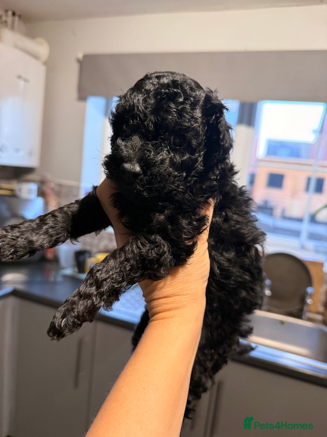 Toy Poodle dogs for sale: Toy Poodle  - Image 4