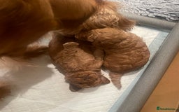 Cockapoo dogs for sale: Cockapoo’s  for sale - Image 10