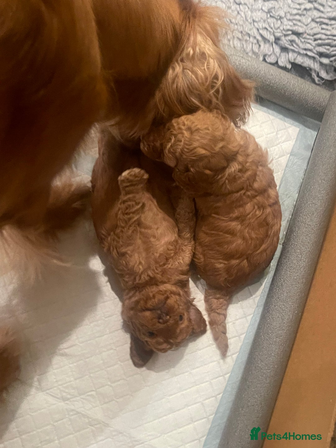 Cockapoo dogs for sale: Cockapoo’s  for sale - Image 10