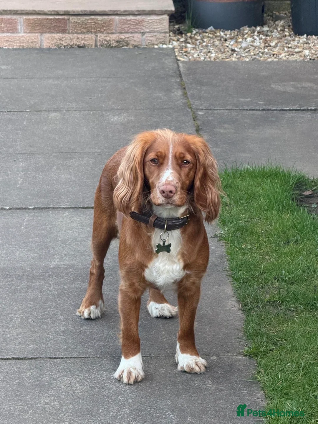 Cocker Spaniel dogs for sale: KC Registered Working Cocker Spaniel Pups in Glasgow - Advert 2