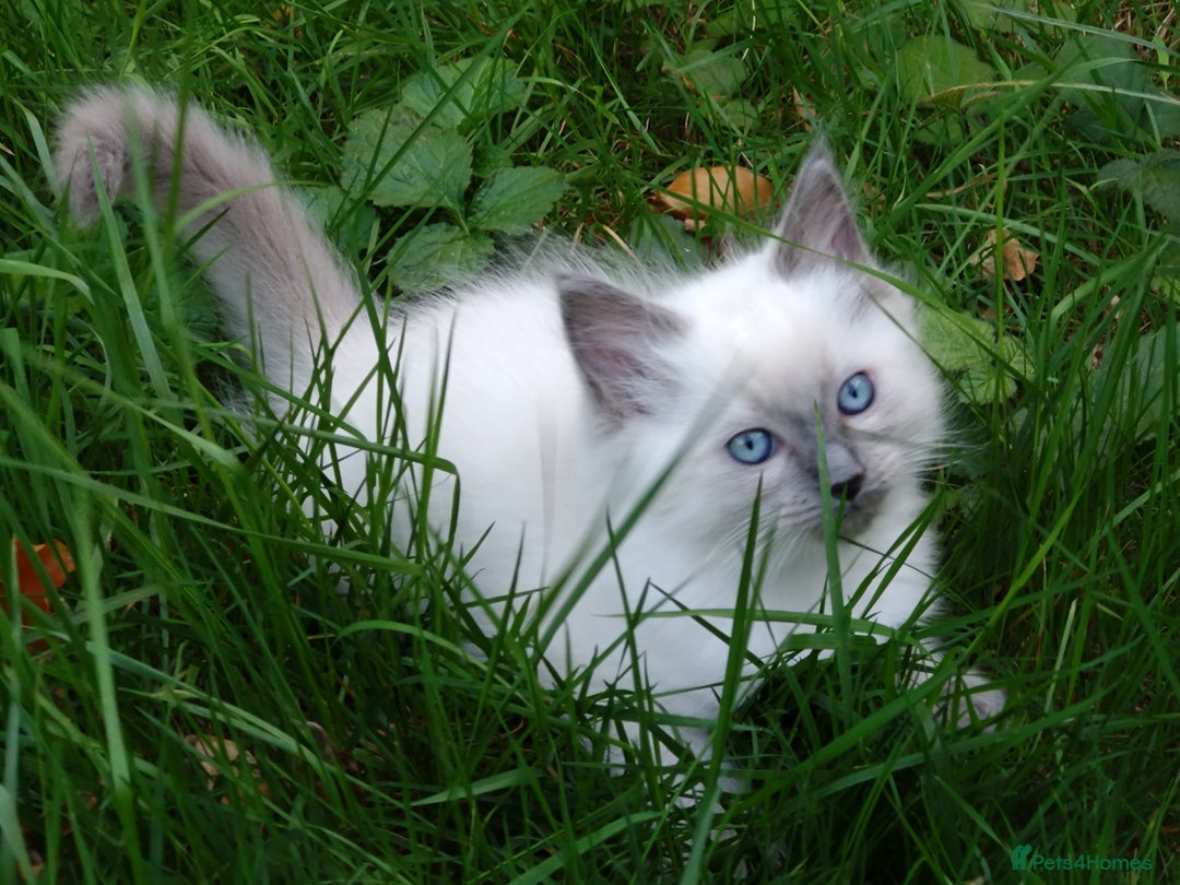 Ragdoll cats for sale: Blue point purebred ragdoll girl  - Image 12