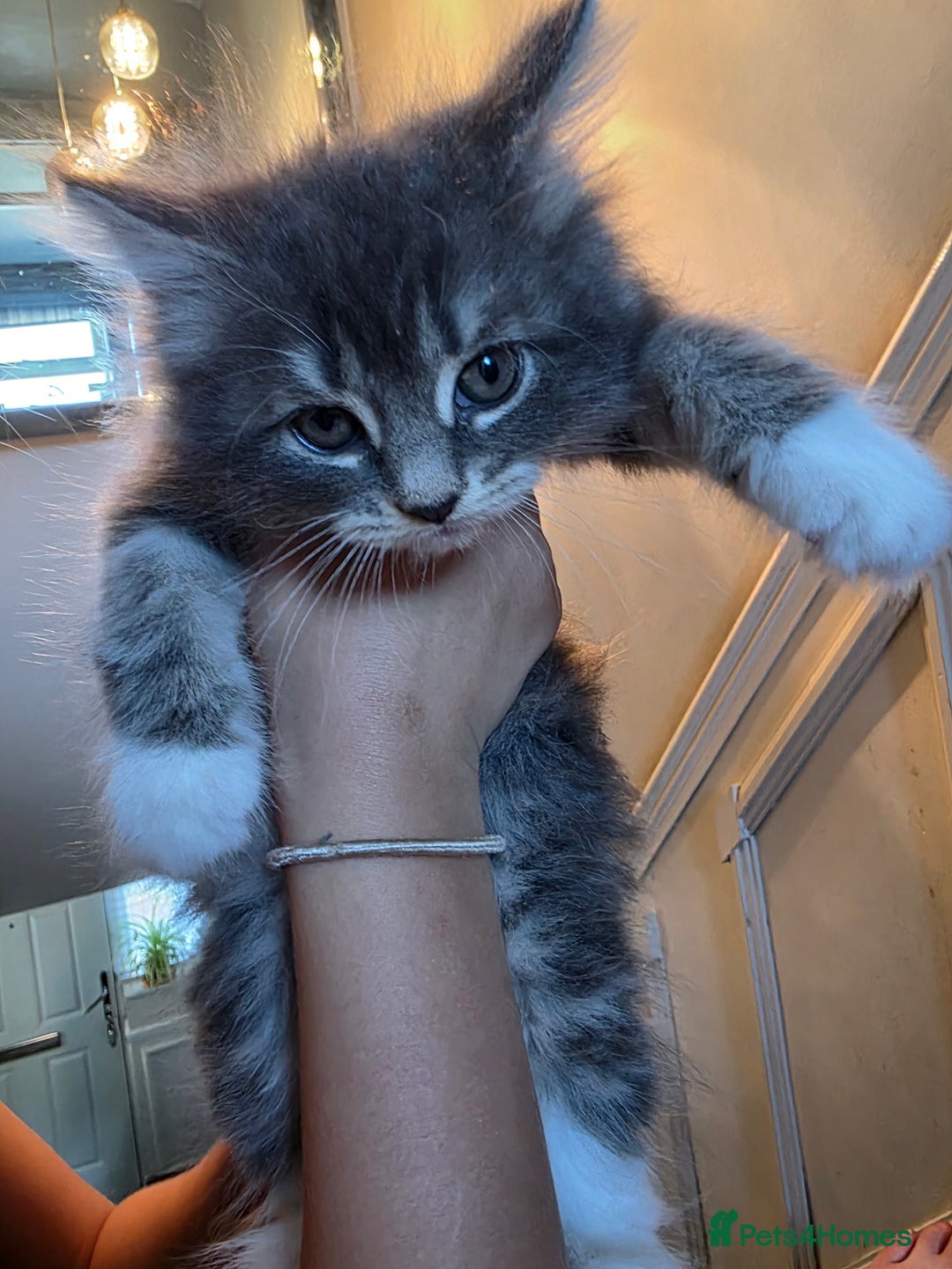 Russian Blue cats for sale: 7 Beautiful Russian blue X kittens  - Image 8