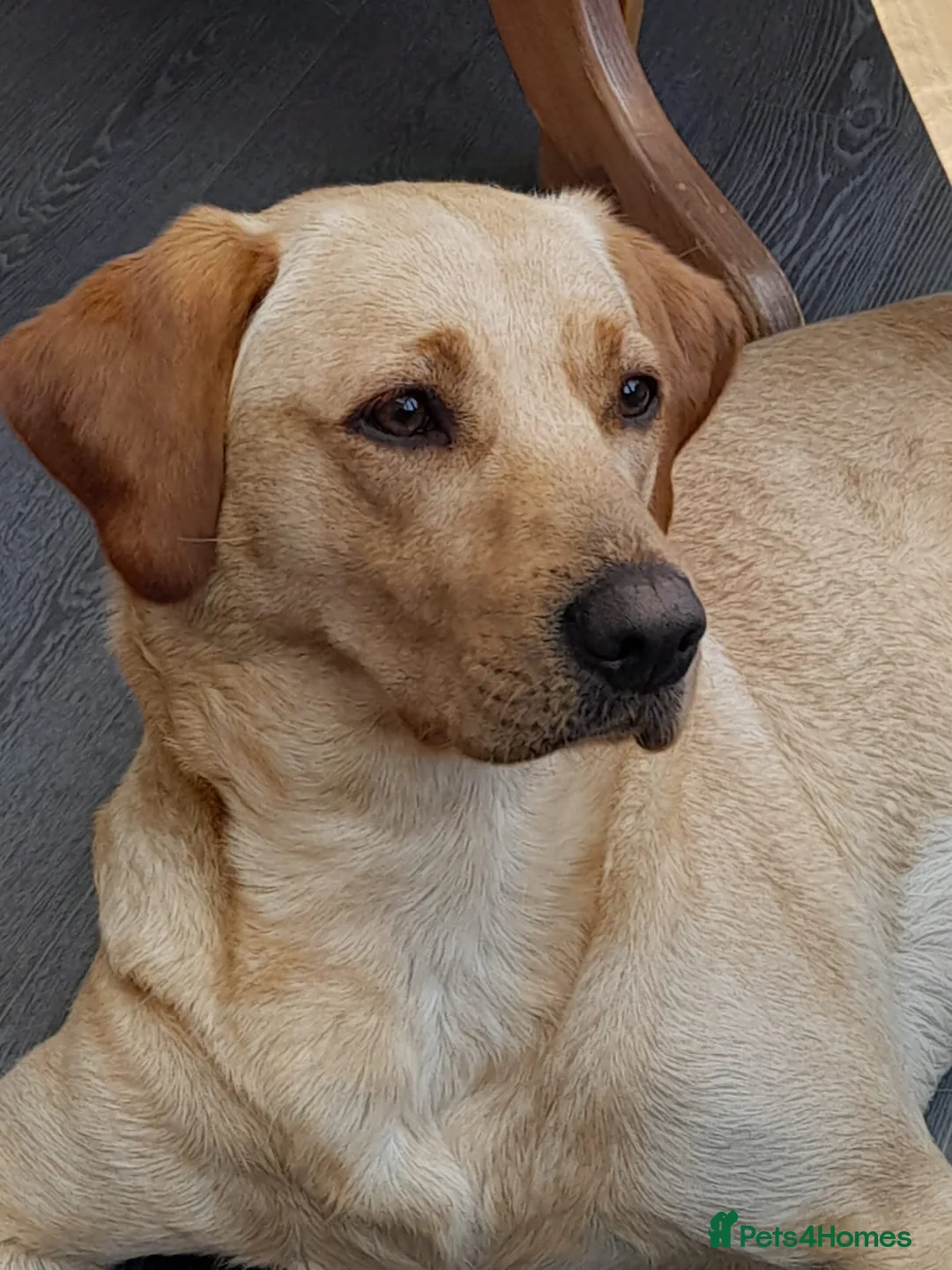Labrador Retriever dogs for sale: Beautiful Labrador Puppies - KC Registered  in Luton - Advert 1