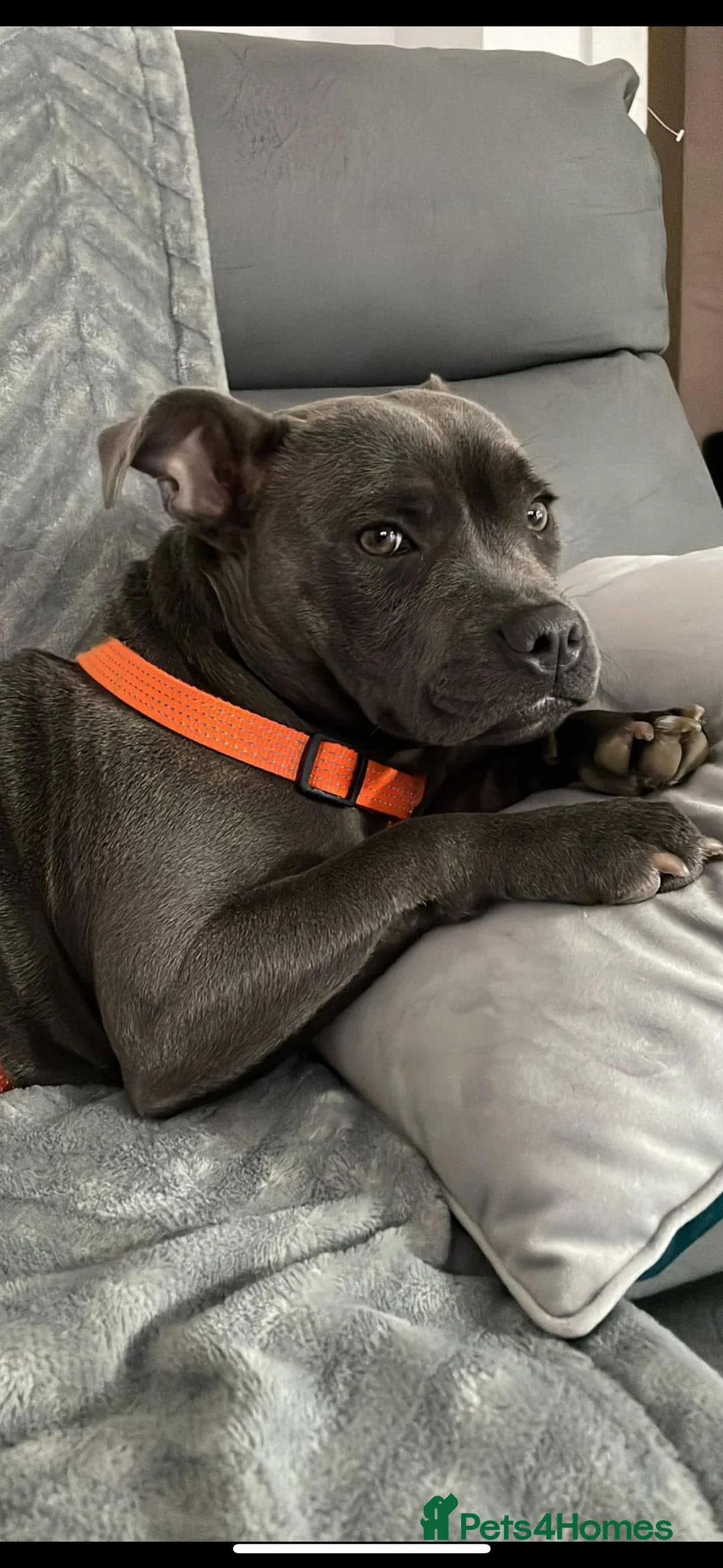 Staffordshire Bull Terrier dogs for sale: KC registered blue Staffordshire blue terrior  - Advert 1