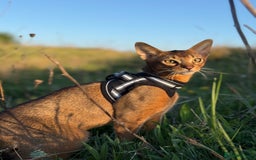 Abyssinian cats for sale: Abyssinian male cat - Image 2