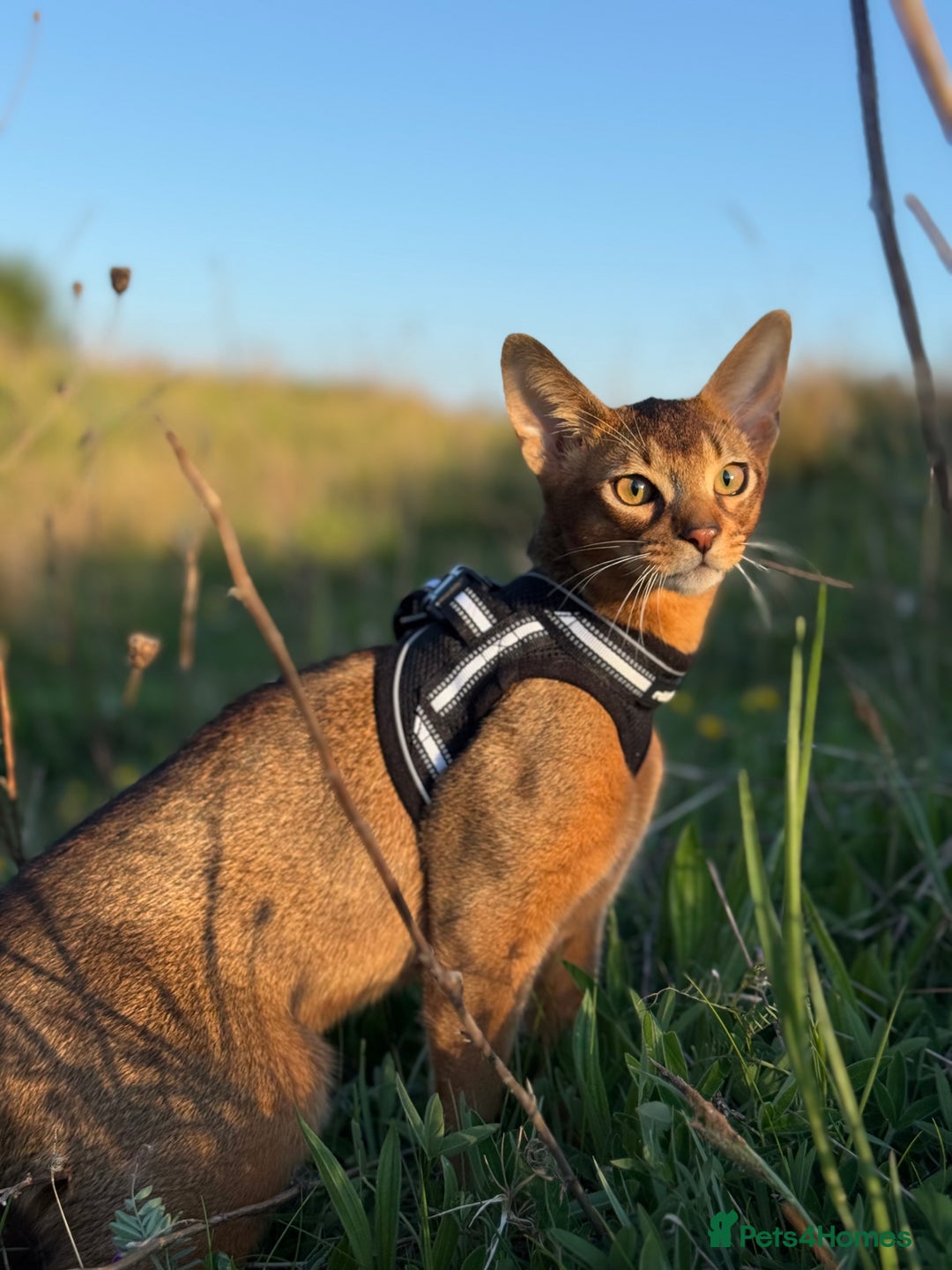 Abyssinian cats for sale: Abyssinian male cat - Image 2