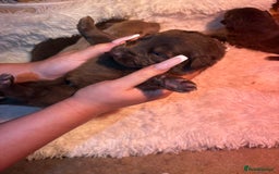 German Shepherd dogs for sale: Working KC GSD German shepherd puppies  - Image 32