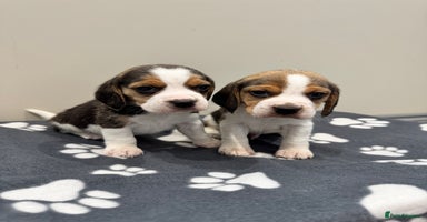 Beagle dogs - Advert 2