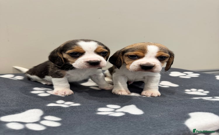 Beagle dogs - Advert 4