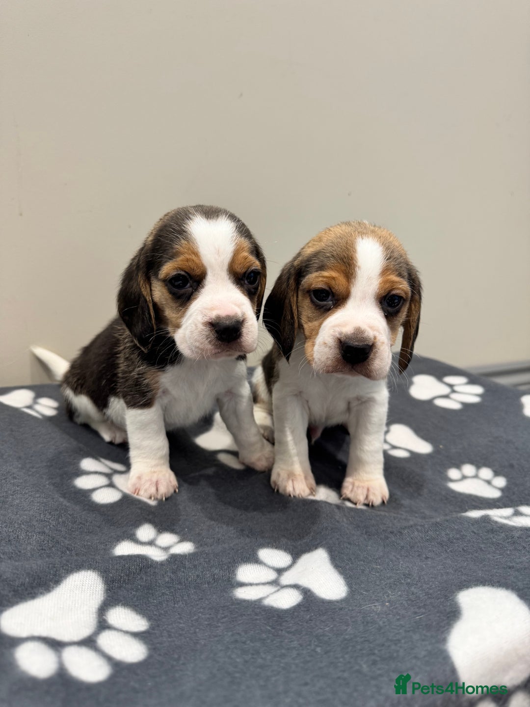 Beagle dogs for sale: Beautiful KC Beagle pups  - Image 2