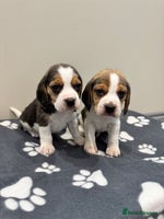 Beagle dogs - Advert 12