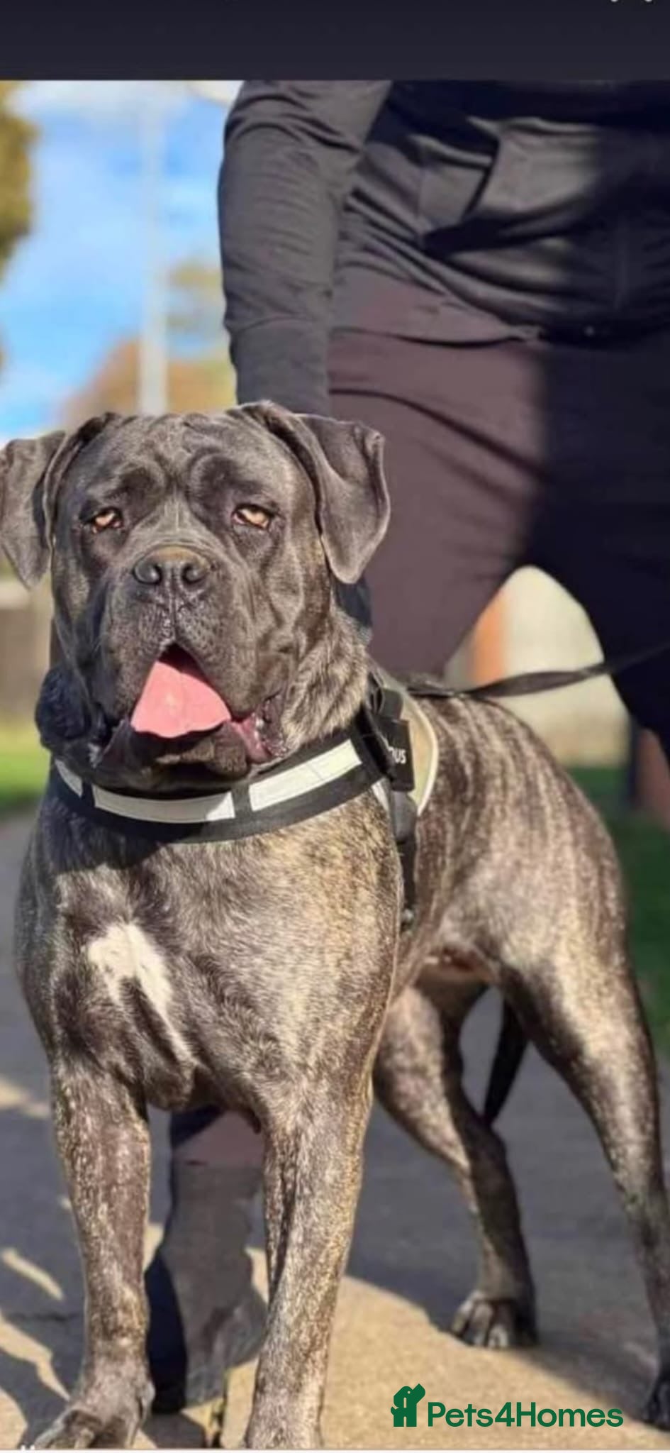 Cane Corso dogs Cane corso puppies looking for Loving Homes🐕 - Advert 1