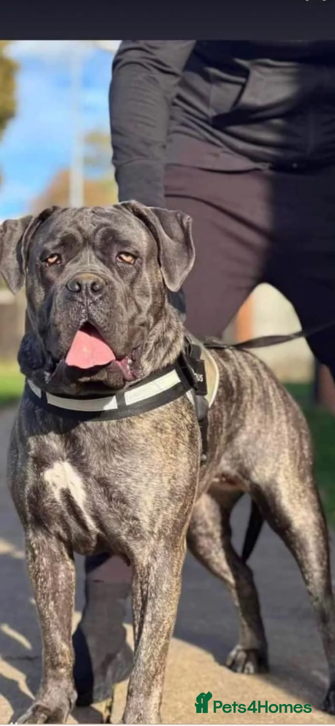 Cane Corso dogs for sale: Cane corso puppies looking for Loving Homes🐕 in Northampton - Advert 1