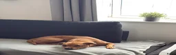 Staffordshire Bull Terrier dogs for sale: Misha - Advert 5