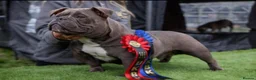 American Bully dogs for stud: American exotic bully - Advert 2