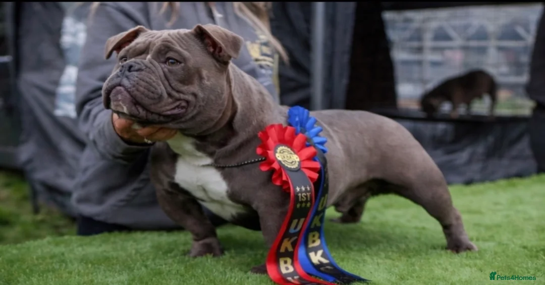 American Bully dogs for stud: American exotic bully - Advert 2