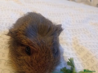 Guinea Pig rodents 1 sow - Advert 16