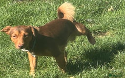 Jack Russell dogs for sale: Jack Russell litter of 7 - Advert 24