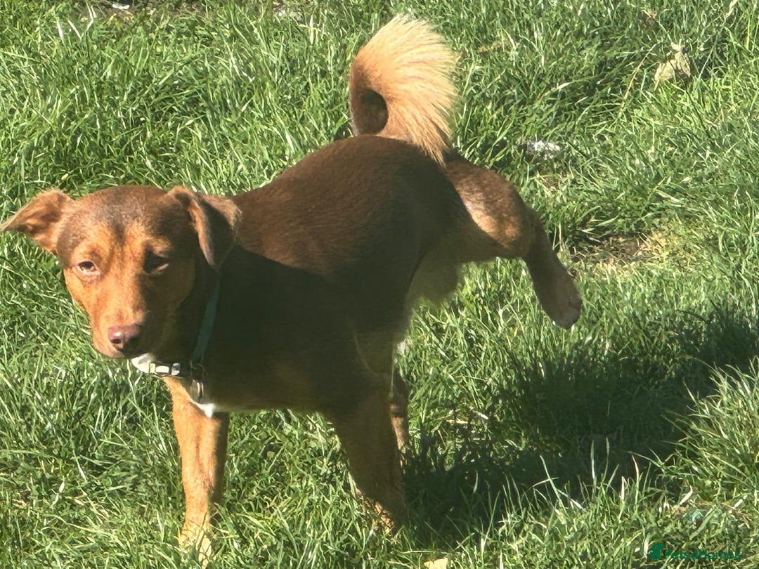 Jack Russell dogs for sale: Jack Russell litter of 7 - Advert 24