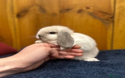 Mixed Breed rabbits for sale: Baby Rabbit (ready to leave now) - Image 2