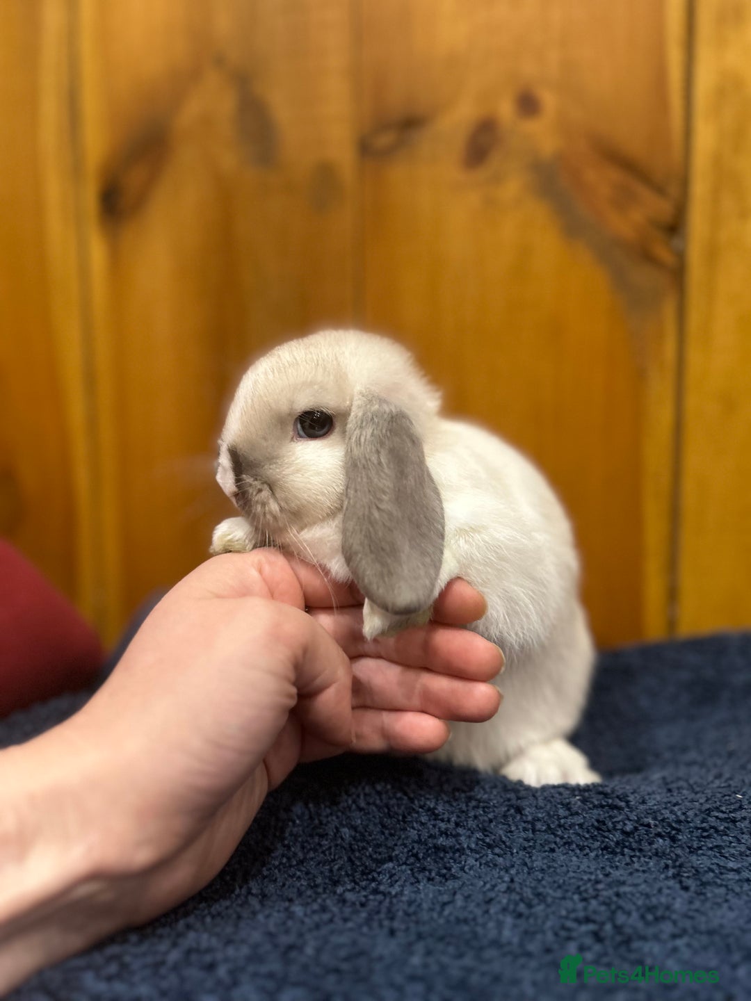 Mixed Breed rabbits for sale: Baby Rabbit (ready to leave now) - Image 2