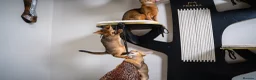 Abyssinian cats for sale: Stunning Wild Ruddy Abyssinian|TICA|Super friendly - Advert 11