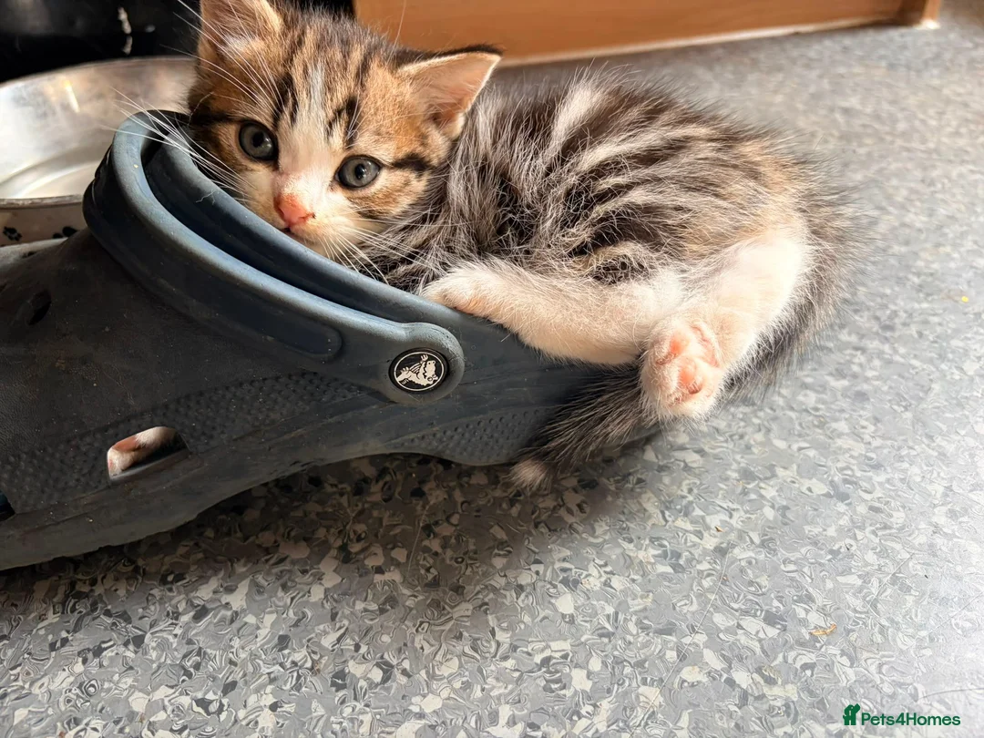 British Shorthair cats for sale: BSH x kittens  - Advert 6