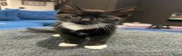 Mixed Breed cats for sale: Kitten ready for her new home! - Advert 3