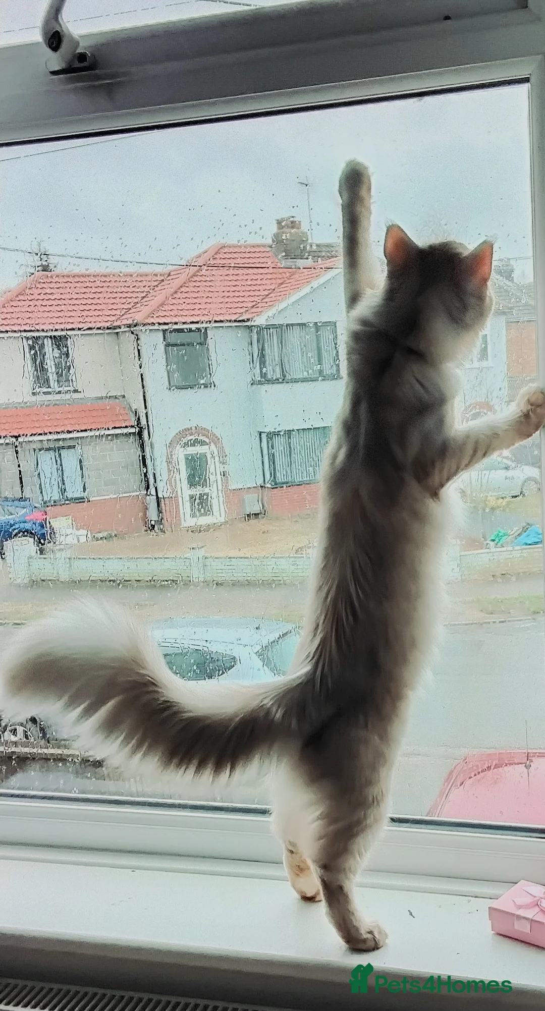 Maine Coon cats for sale: Exceptional Maine Coon kittens available - Advert 24