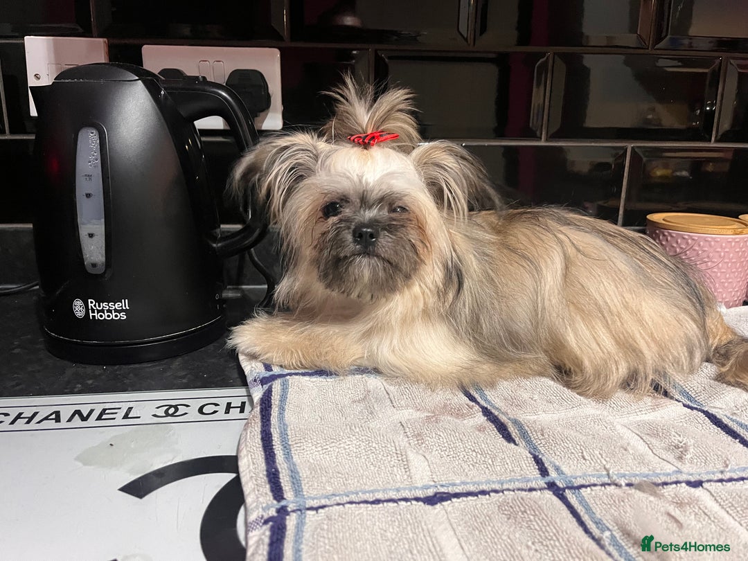 Mixed Breed dogs for sale: Shih Tzu cross Chihuahua - Advert 3