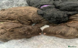 Cockapoo dogs for sale: Stunning F1b cockapoos - Image 4