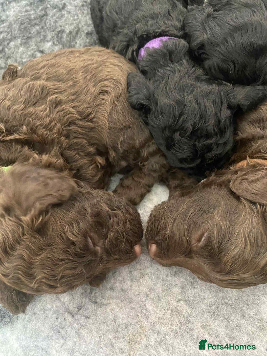 Cockapoo dogs for sale: Stunning F1b cockapoos - Image 4