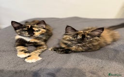 Ragdoll cats for sale: Male and female kittens 12 week old  - Image 1
