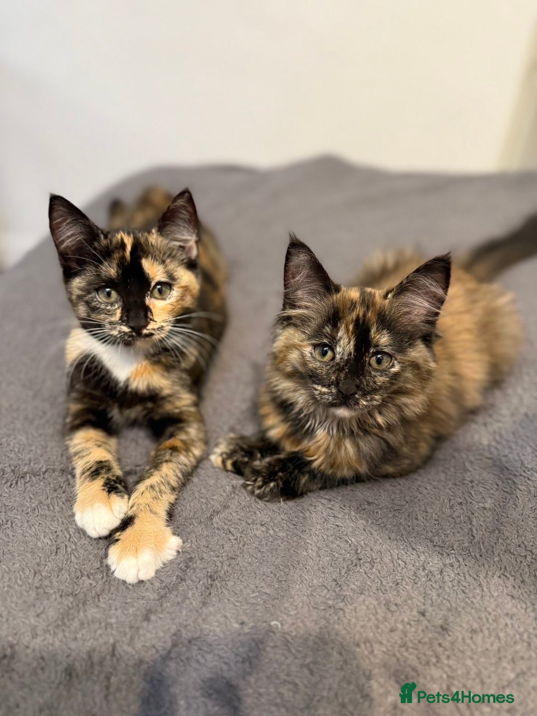 Ragdoll cats for sale: Male and female kittens 12 week old  - Image 1