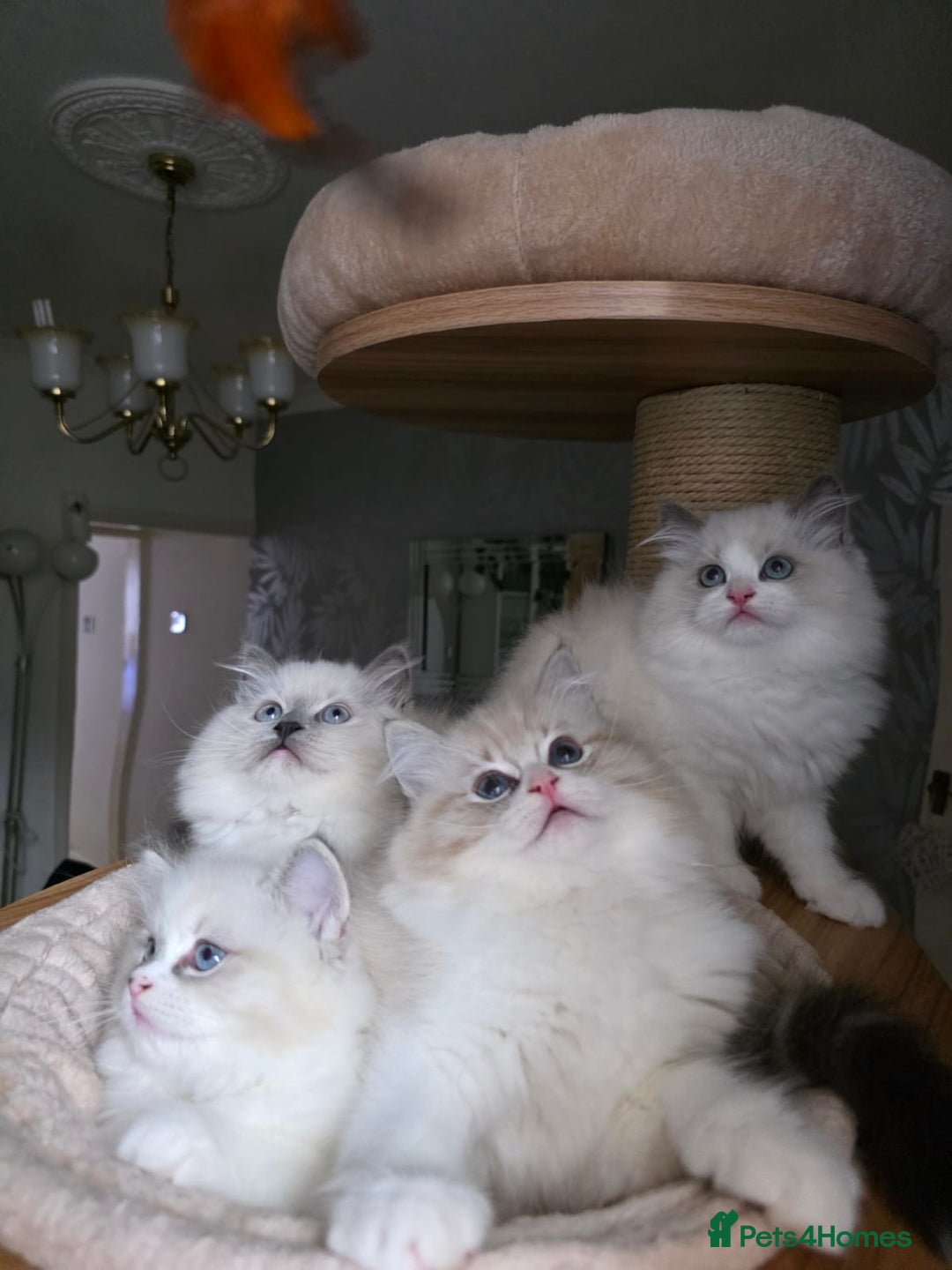 Ragdoll cats for sale: 🩷Amazing European Grand Champion lines🏆🥇 TICA💙 - Advert 7