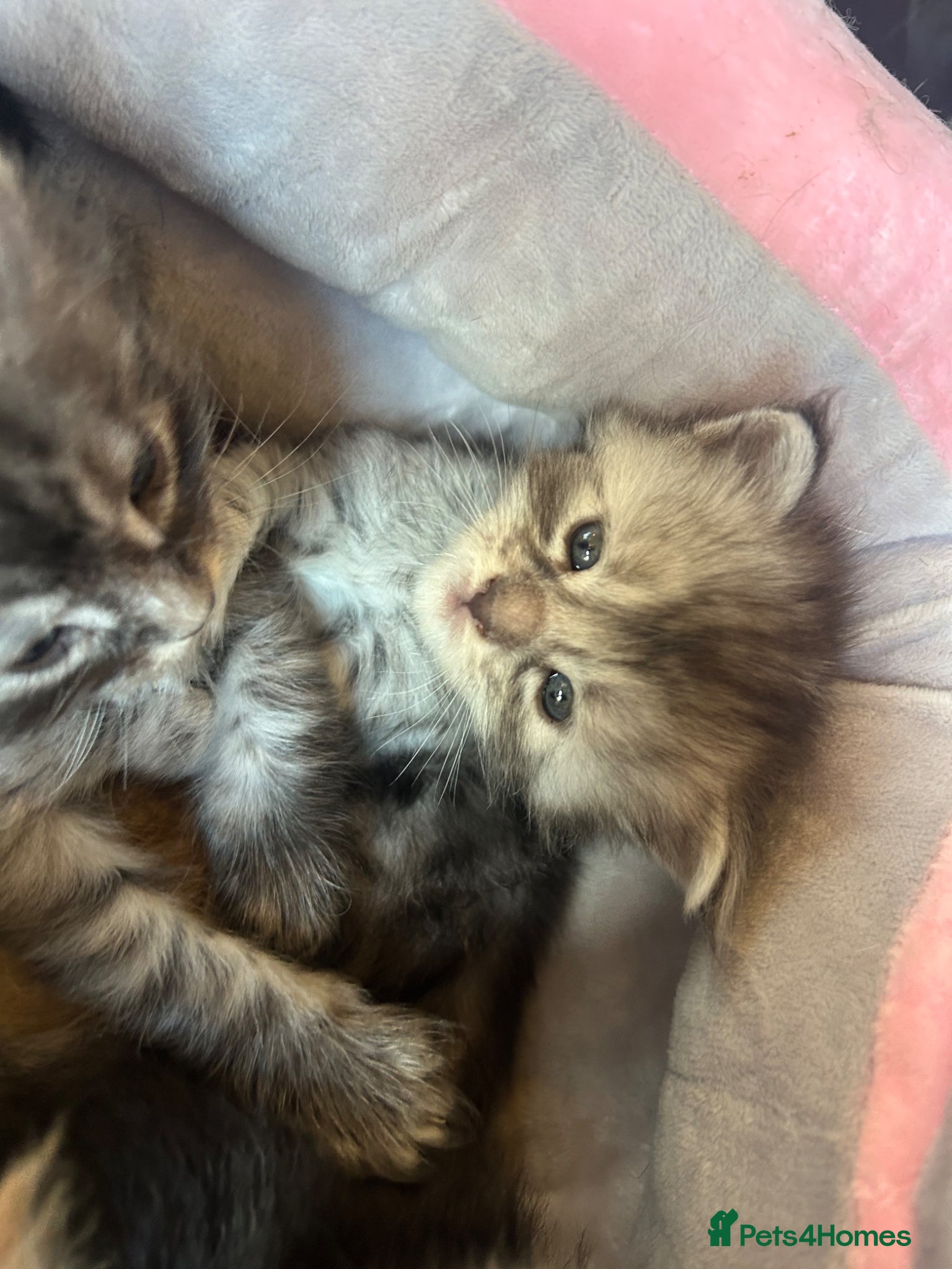 Maine Coon cats for sale: 6 Maine coon kittens for sale  in Brechin - Advert 4